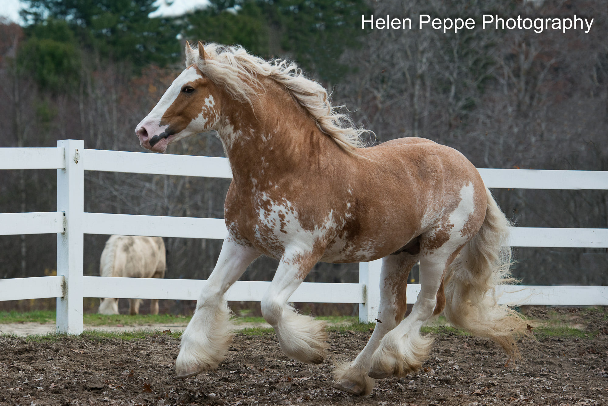 Helen Peppe Equestrian Photography